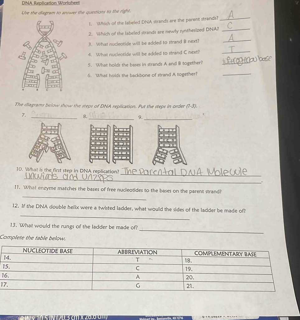 dna replication diagram worksheet answer key dna replication diagram worksheet answer key