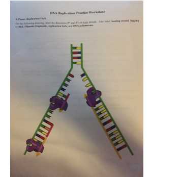 dna replication diagram worksheet answer key dna replication diagram worksheet answer key
