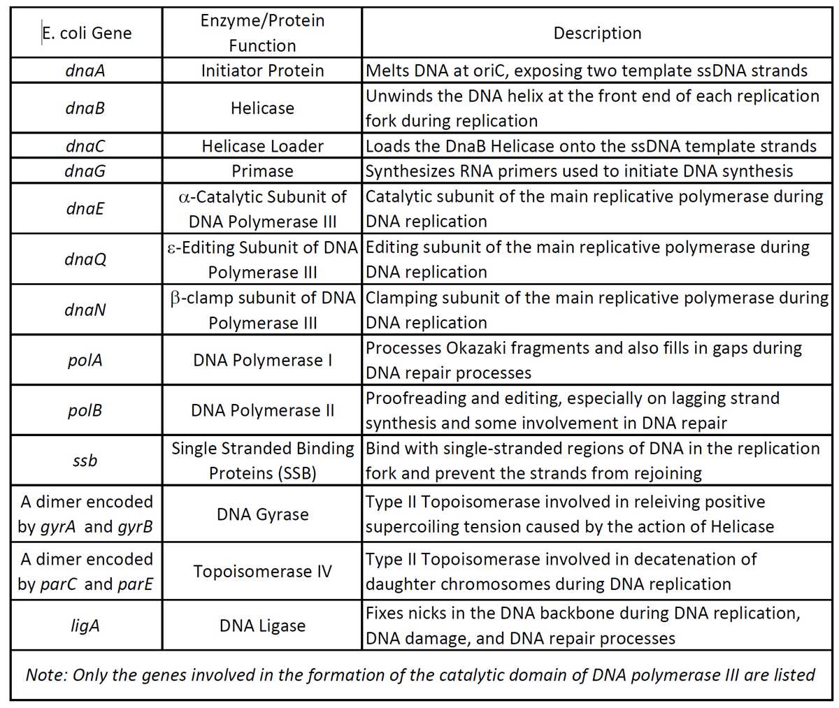 dna replication paper clip activity answer key