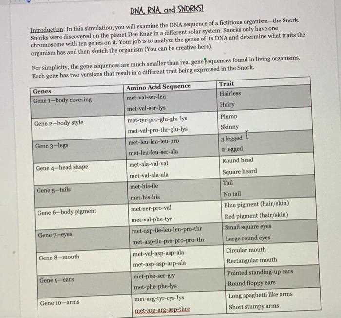 dna rna and snorks worksheet answers key