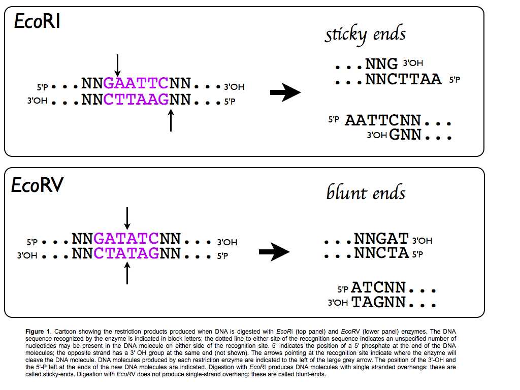 dna scissors introduction to restriction enzymes answer key