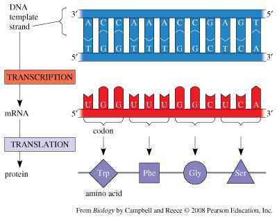 dna structure and replication section review answer key