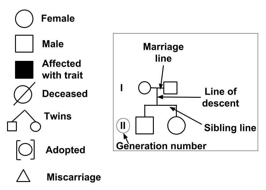 drag and drop pedigree answer key