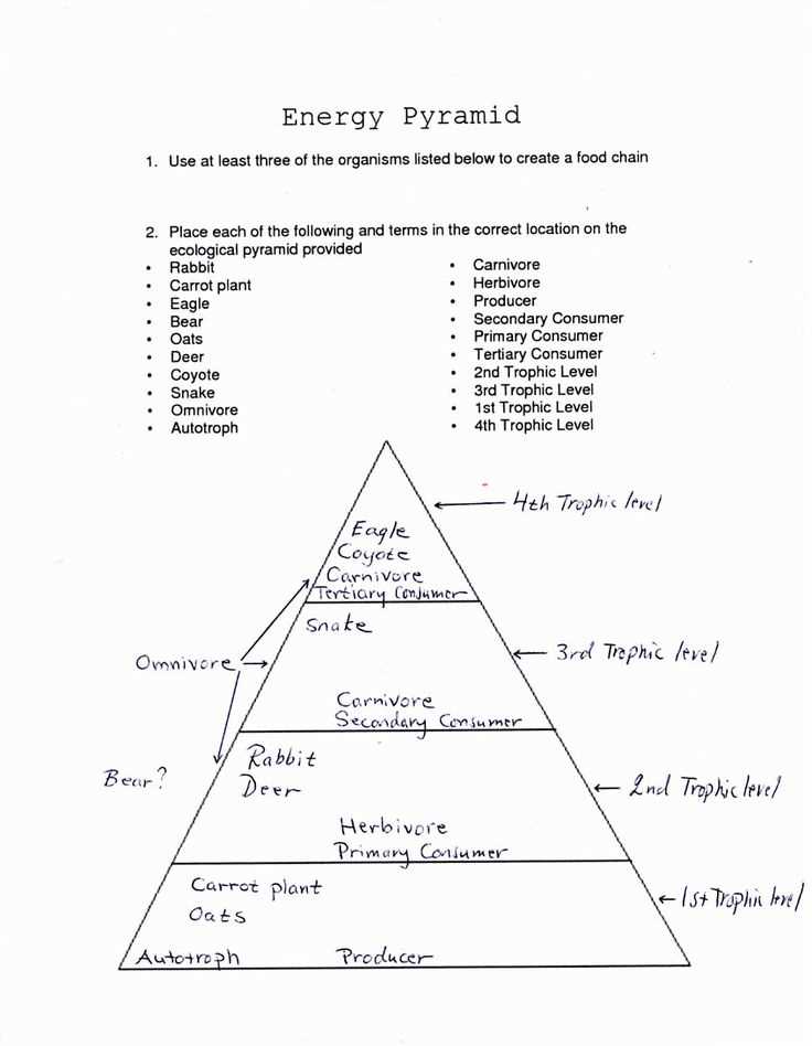 ecological succession worksheet answers key