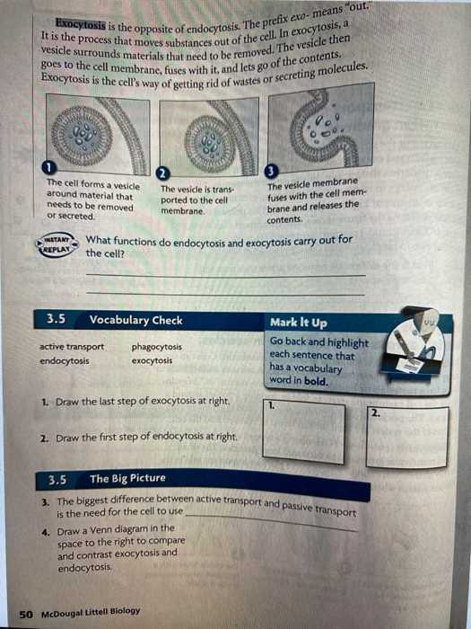 endocytosis and exocytosis questions answer key