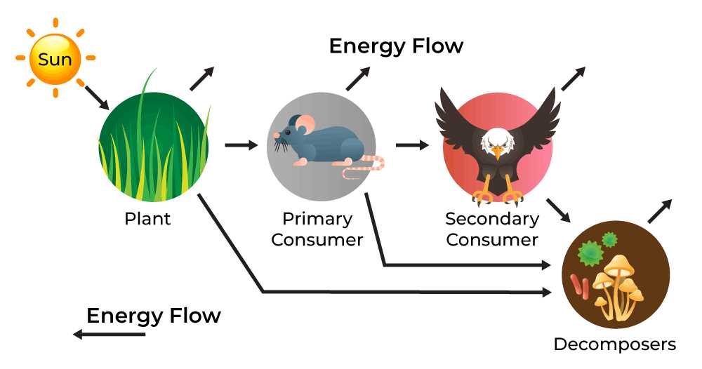 energy flow in ecosystems answer key energy flow in ecosystems answer key