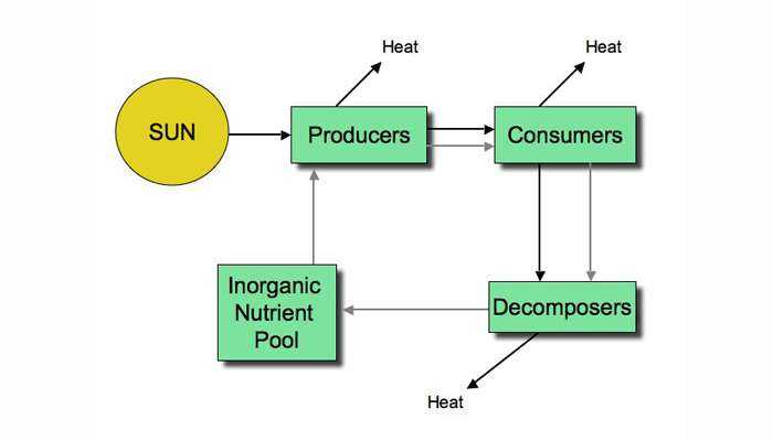 energy flow in ecosystems answer key energy flow in ecosystems answer key