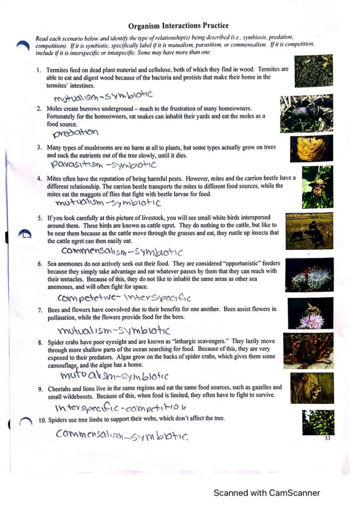 energy transfer in living organisms answer key