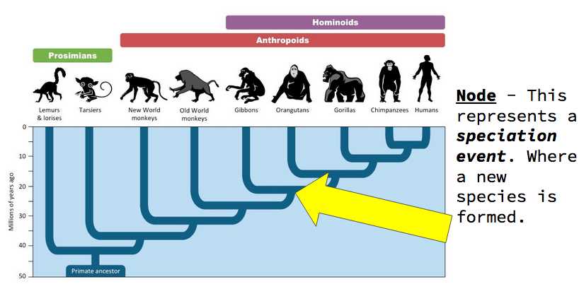 environmental science cladograms introduction and practice answer key