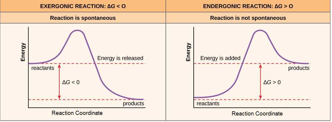 enzymes graphing critical thinking and calculating reaction rates answer key