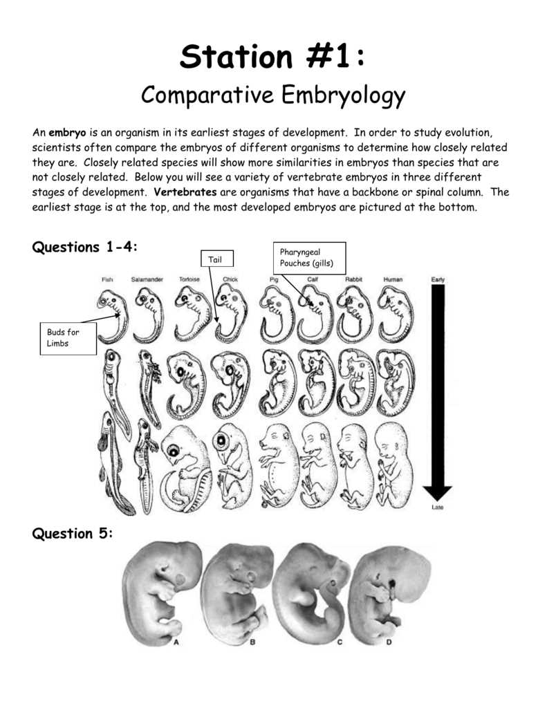 evidence for evolution stations answer key