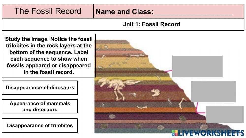 examining the fossil record activity answer key