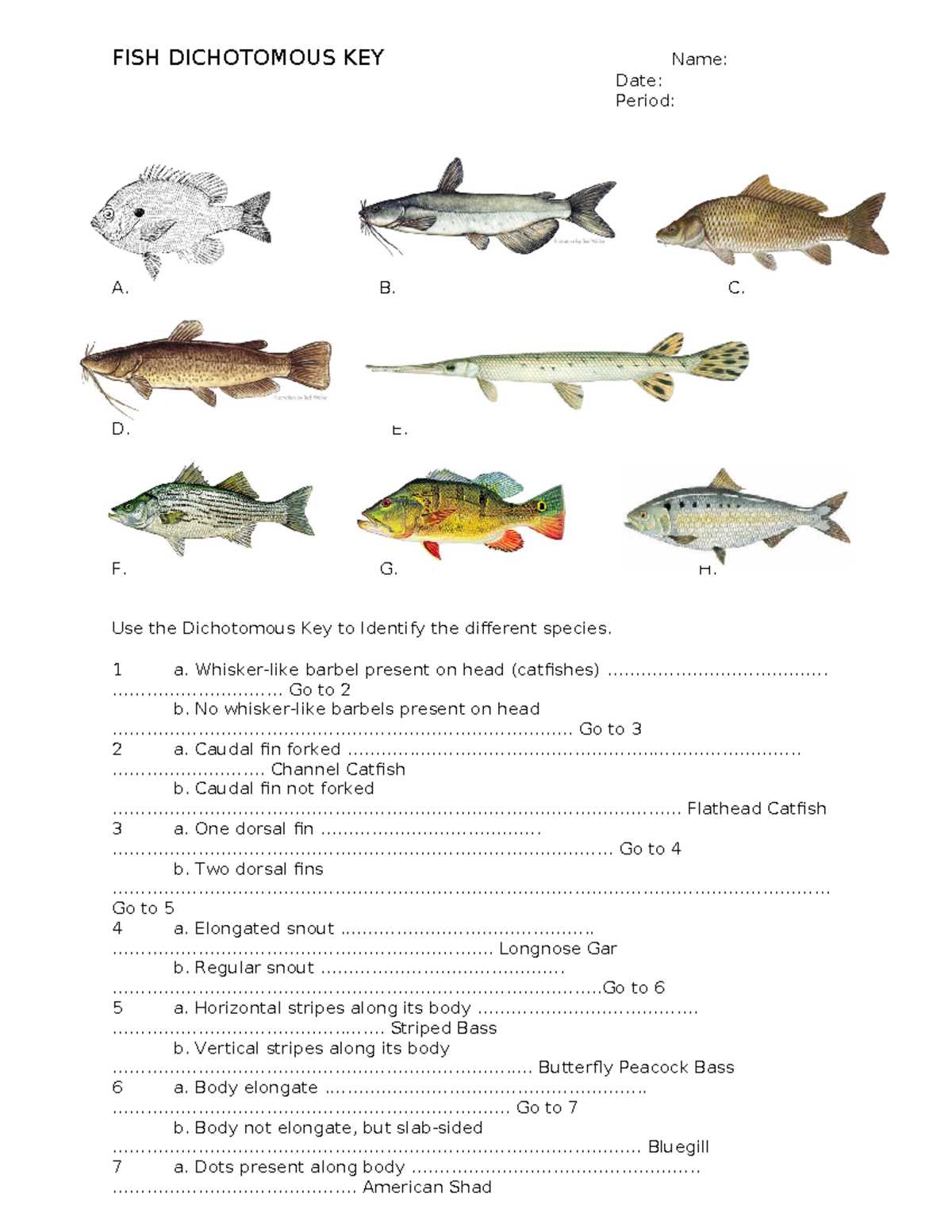 fish dichotomous key answer key