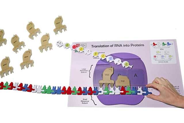 flow of genetic information kit translation answer key