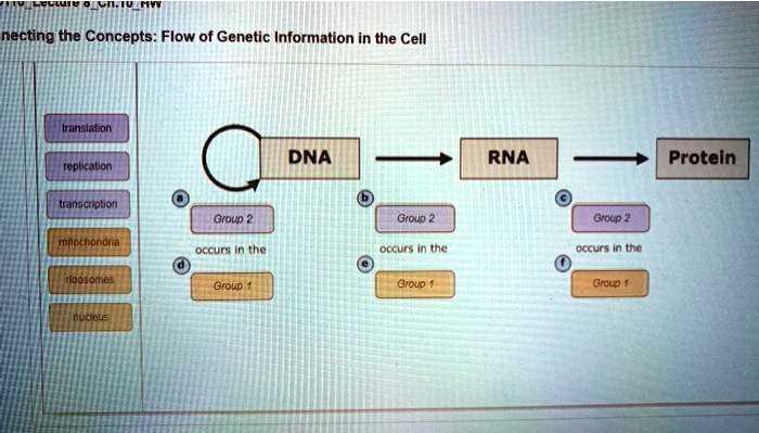 flow of genetic information kit translation answer key