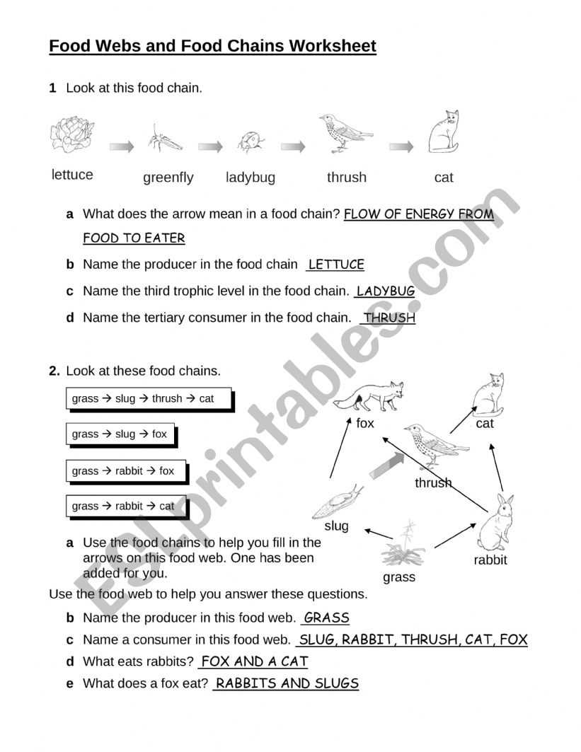 food chain food web lab answer key