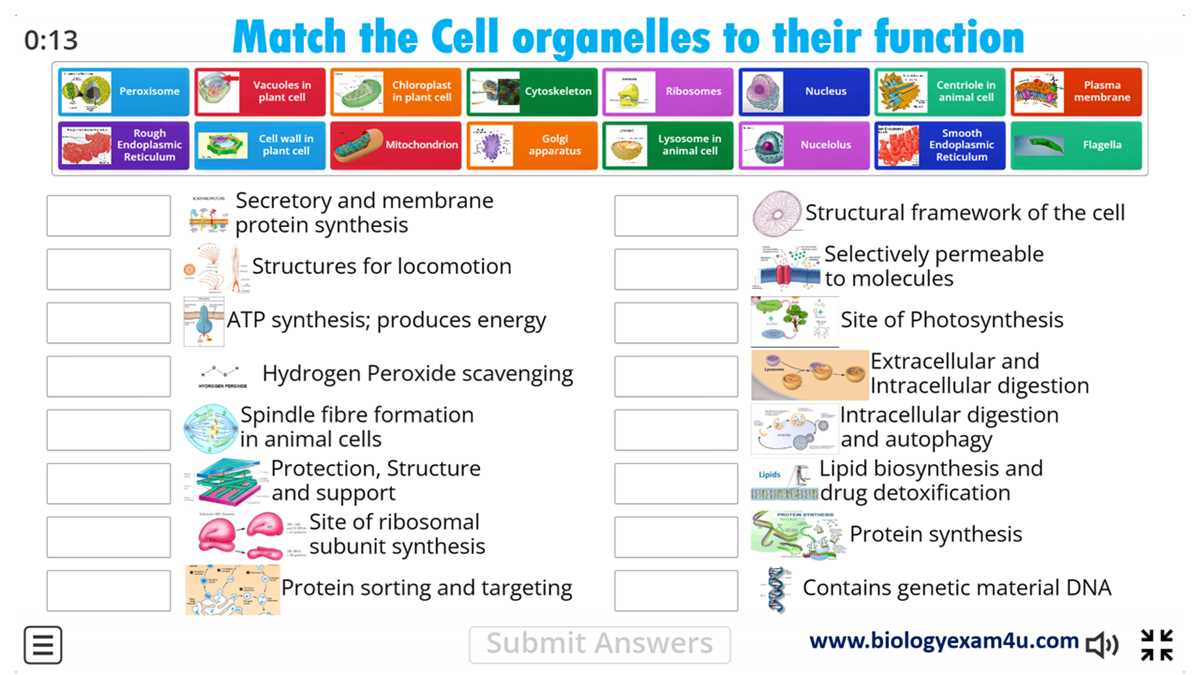 function of the organelles answer key