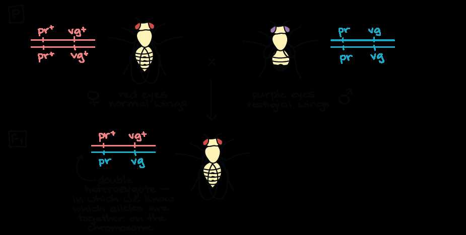 gene linkage and chromosome maps answer key gene linkage and chromosome maps answer key