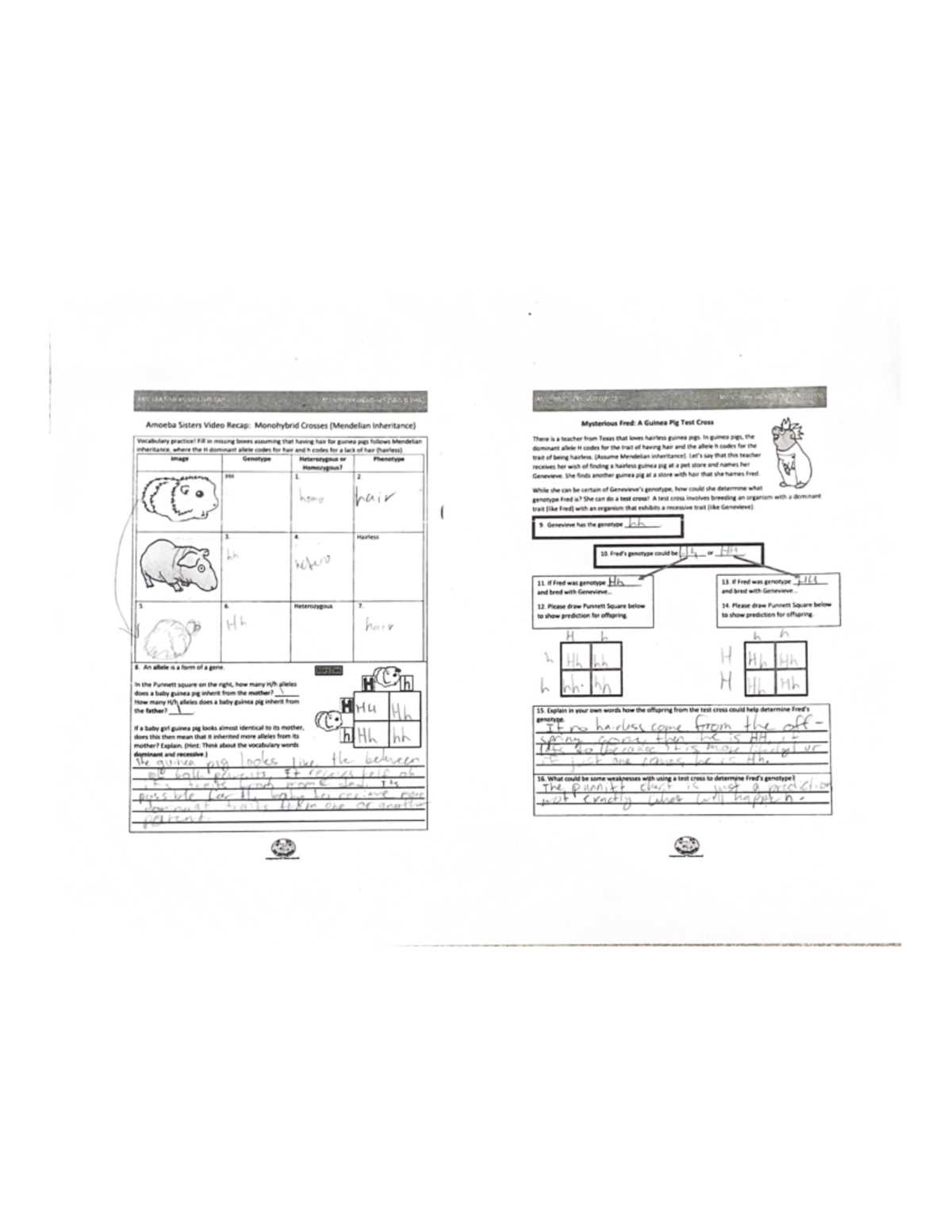 genetic crosses answer key pigs genetic crosses answer key pigs