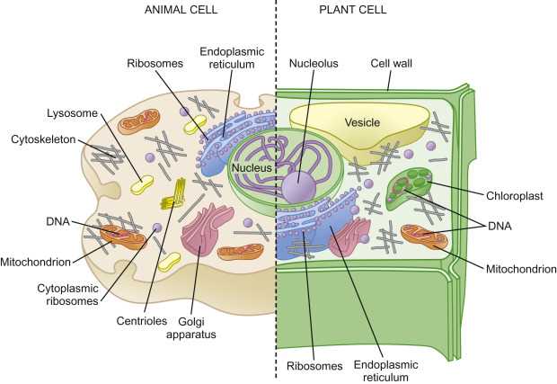 genetic disorders and organelles answer key