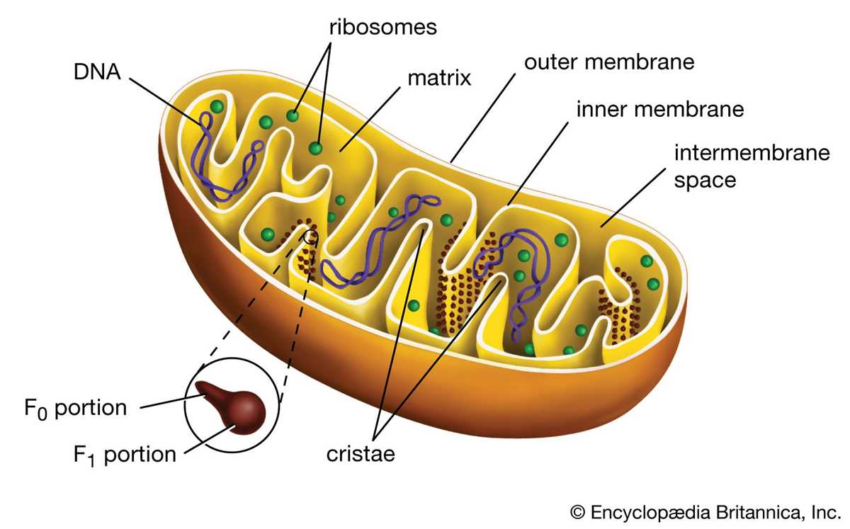 genetic disorders and organelles answer key