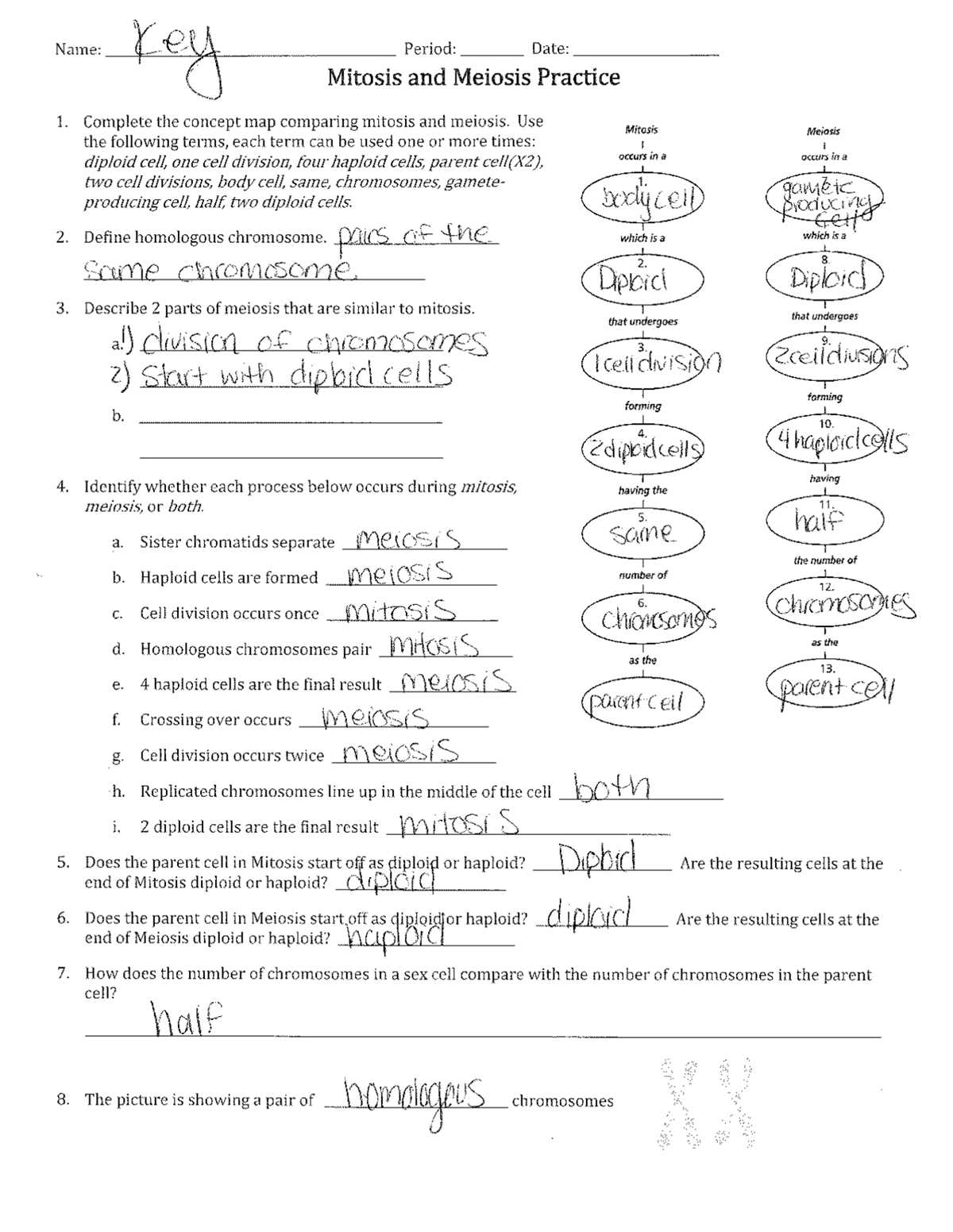 geniverse meiosis worksheet lab answers key