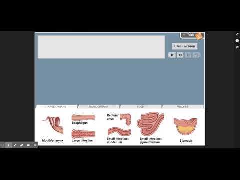 gizmo digestive system answer key