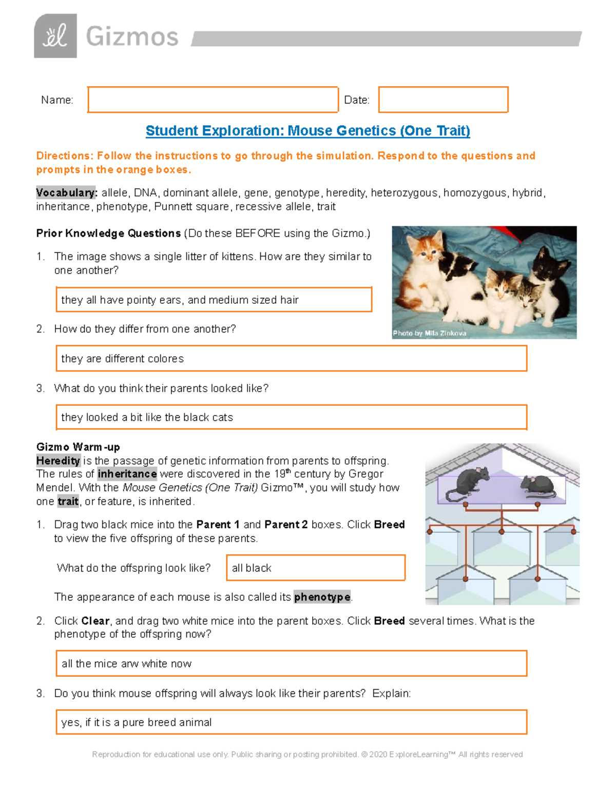 gizmos mouse genetics two traits answer key