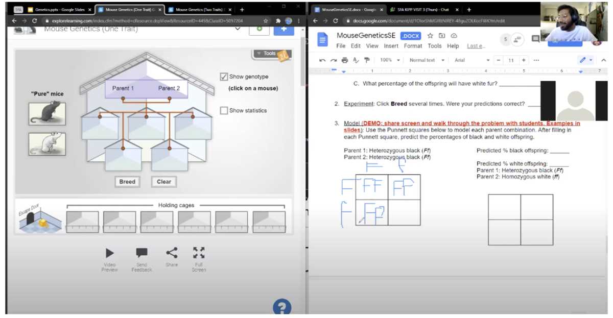 gizmos mouse genetics two traits answer key