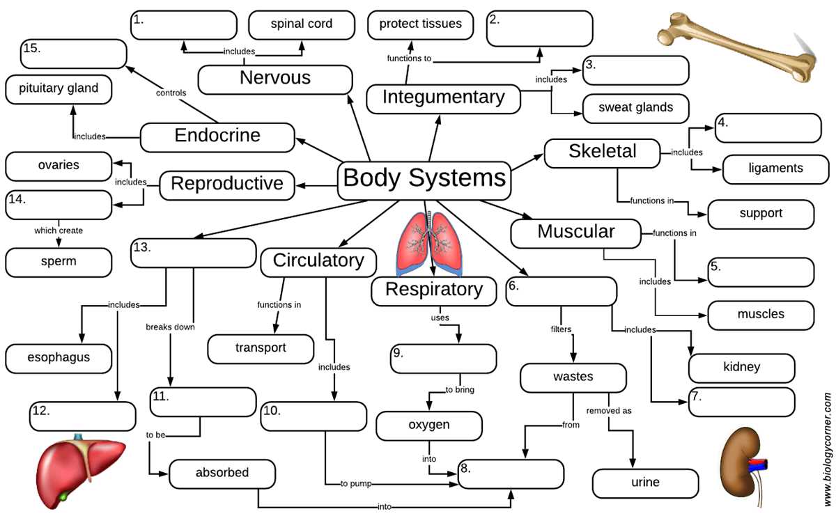 how organ systems communicate study guide answer key