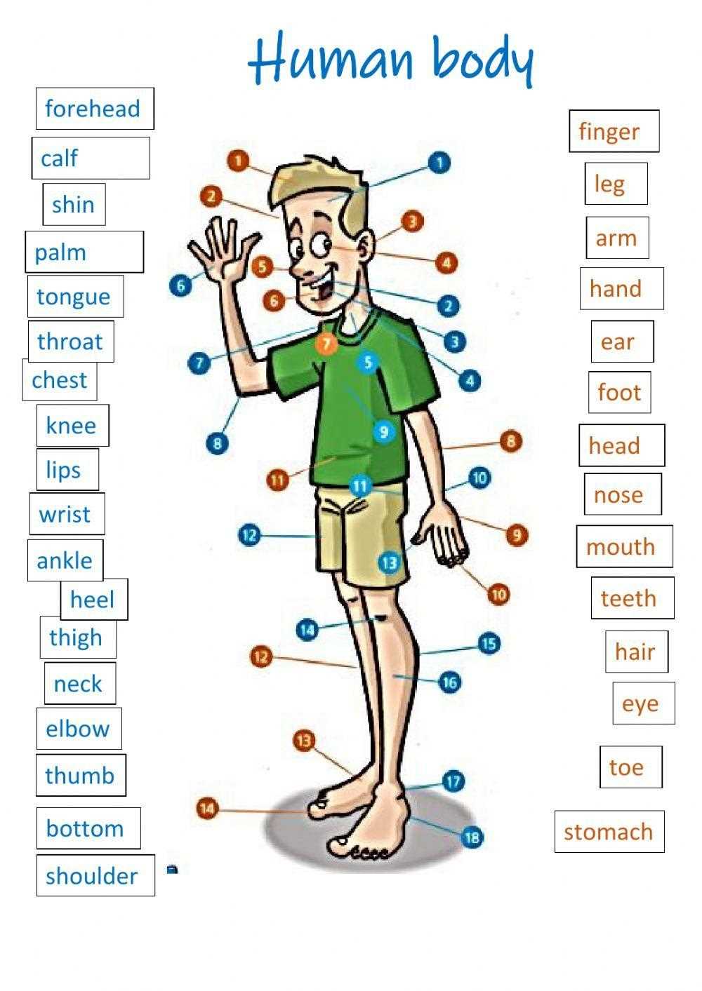 human body answer key