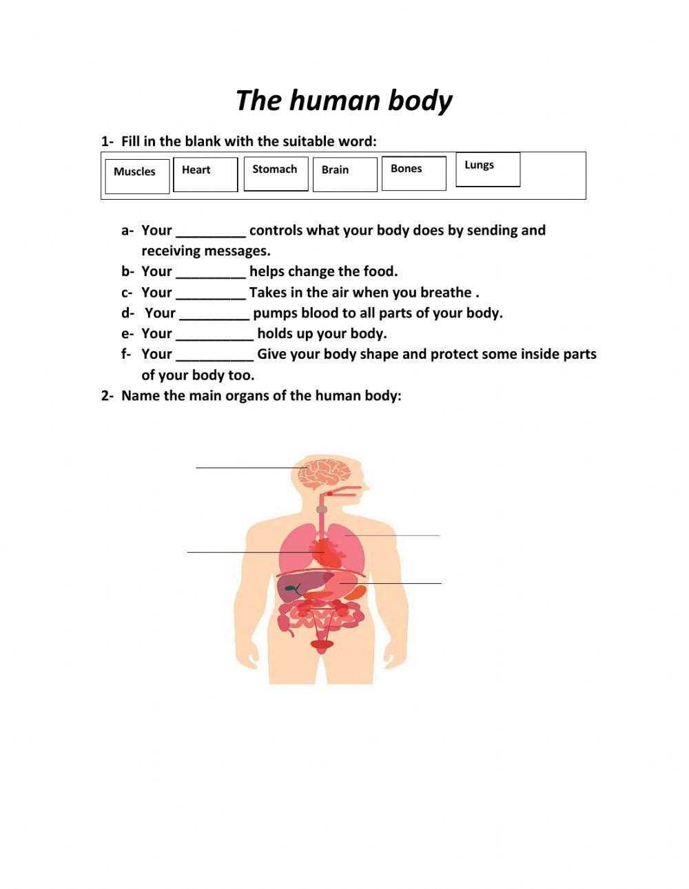 human body answer key