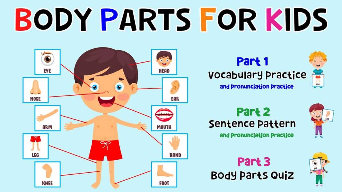 human body basics puzzle answer key
