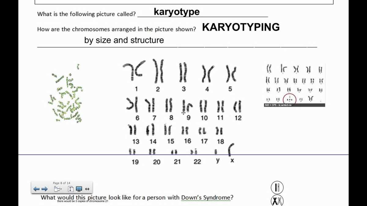 human karyotype lab answer key