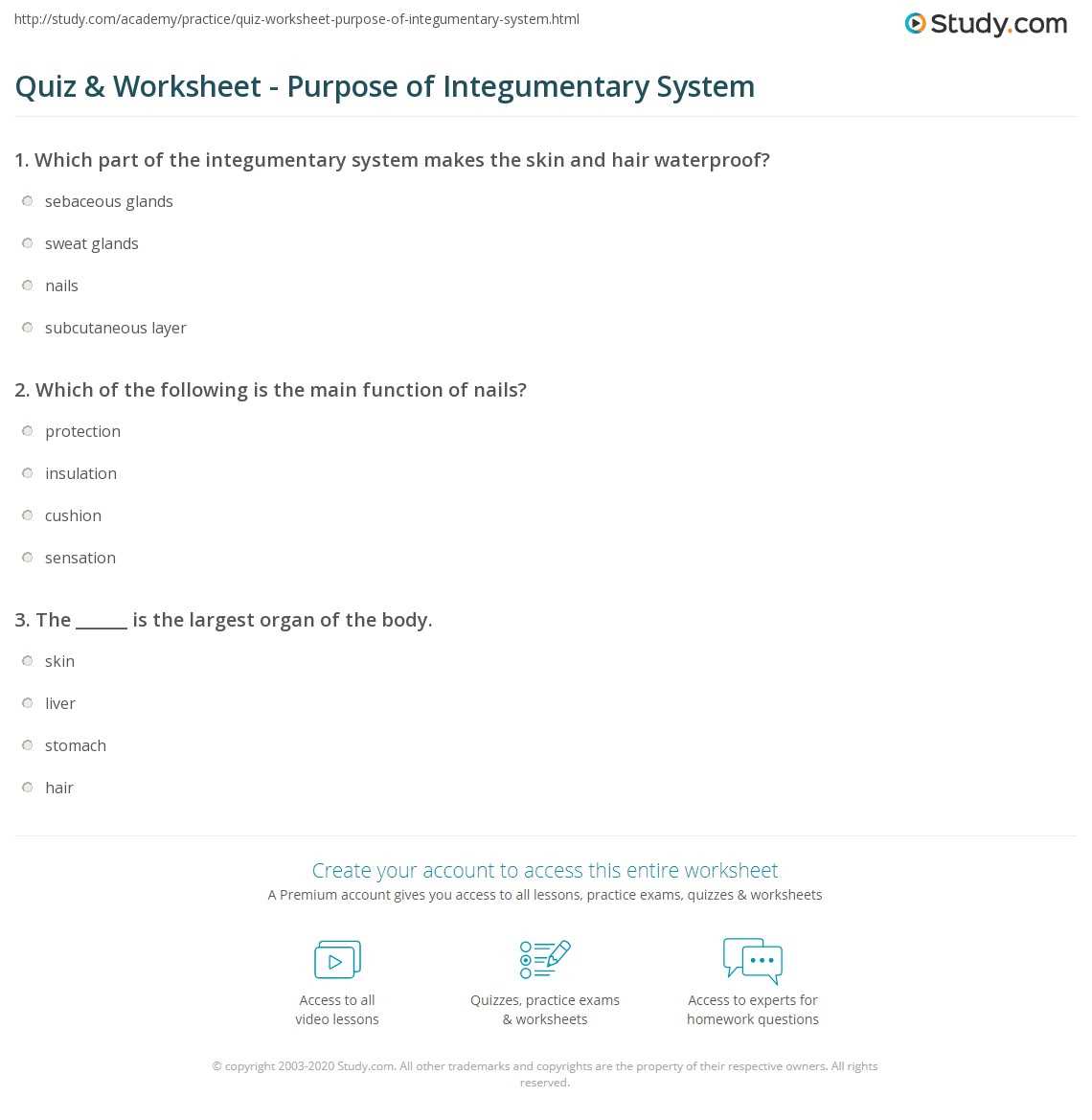 integumentary system study guide answer key