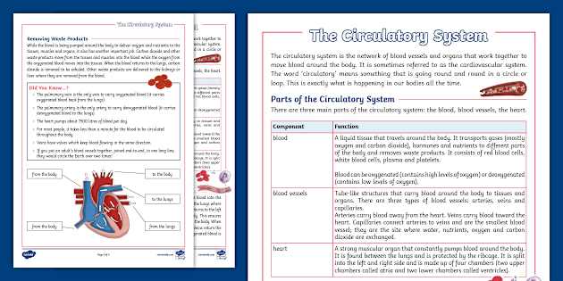 key concept builder lesson 2 the circulatory system answers
