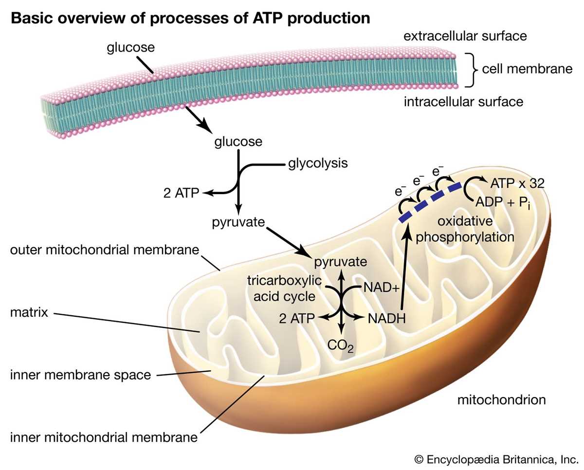 key terms cell processes worksheet answers