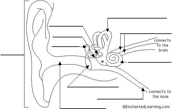 label the ear answer key