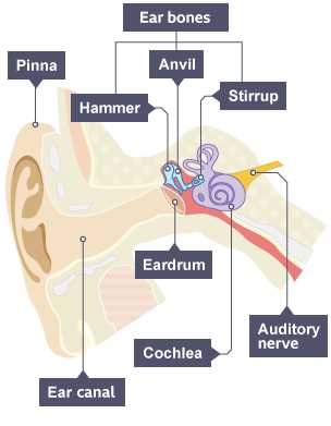 label the ear answer key