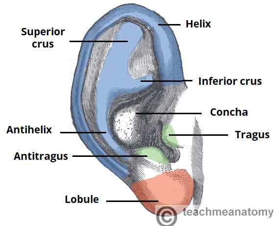 label the ear answer key