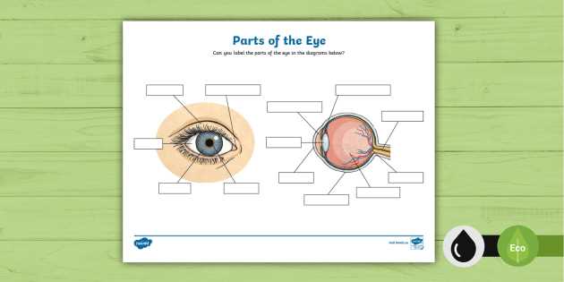label the eye answer key
