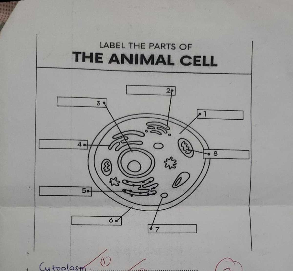 label the parts of an animal cell worksheet answer key