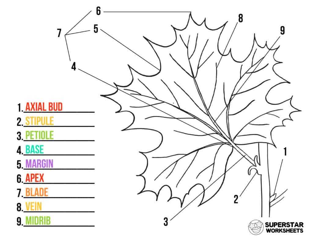 leaf anatomy coloring answer key
