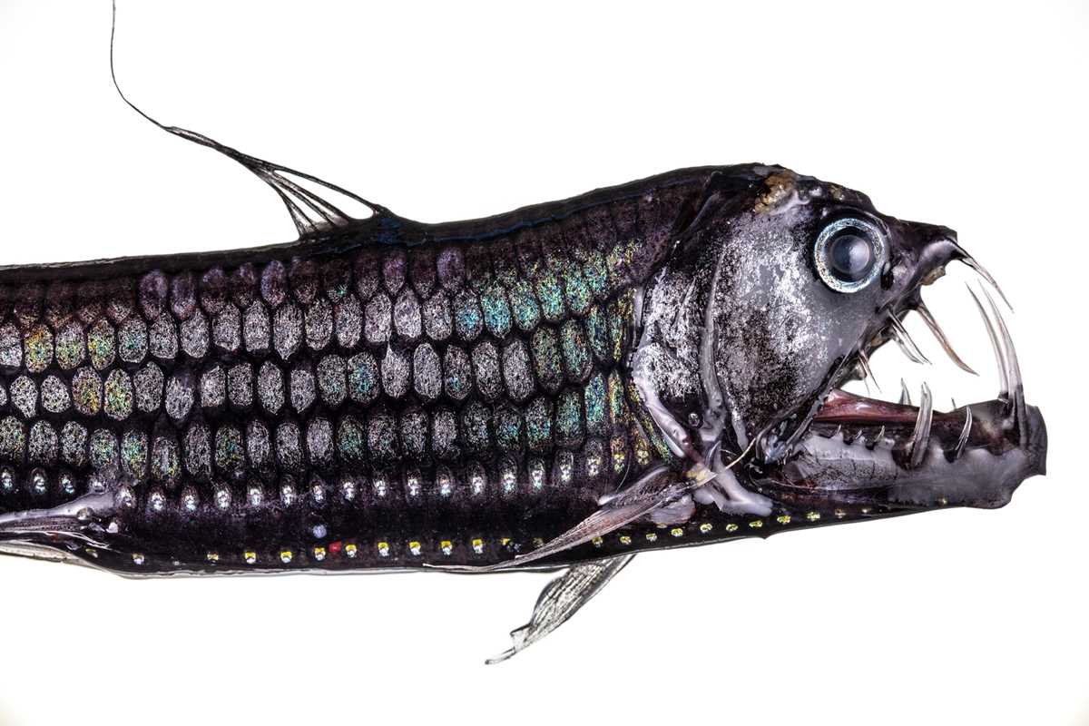 life creatures of the deep answer key