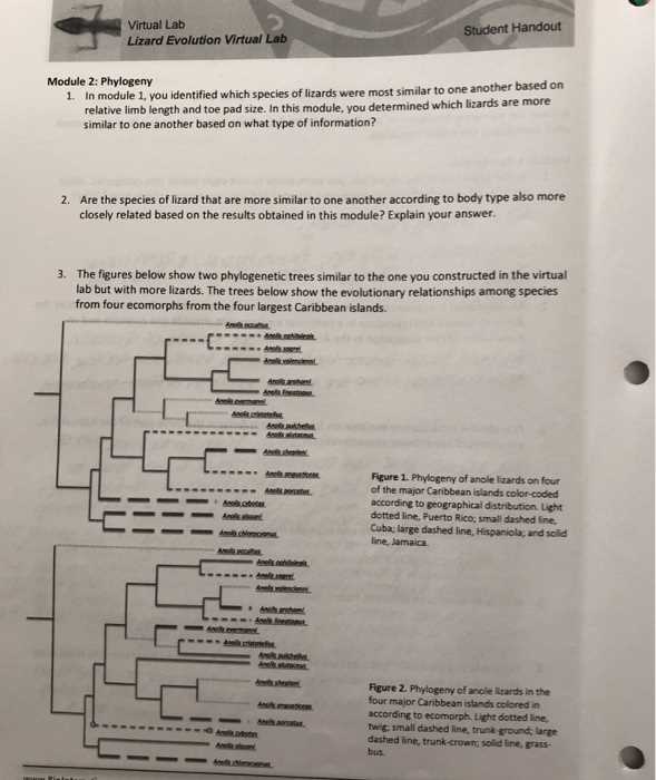 lizard evolution virtual lab answer key