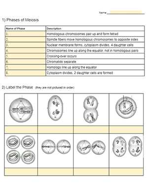 meiosis review worksheet answer key meiosis review worksheet answer key