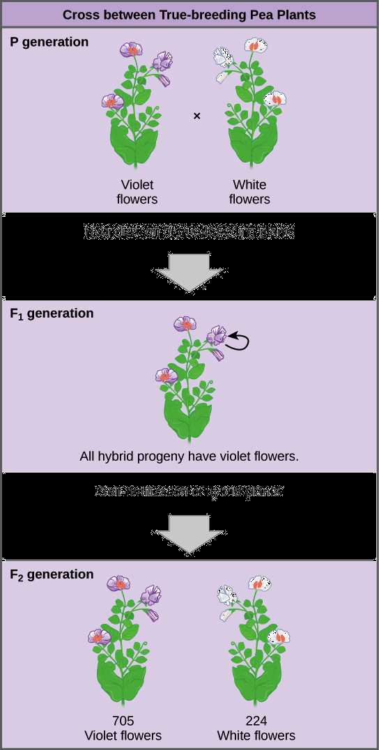 mendels laws of inheritance answer key