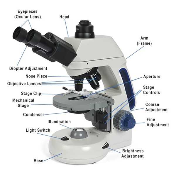 microscope labeling answer key