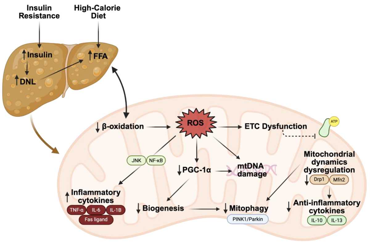 mitochondria aging and metabolism cer answer key