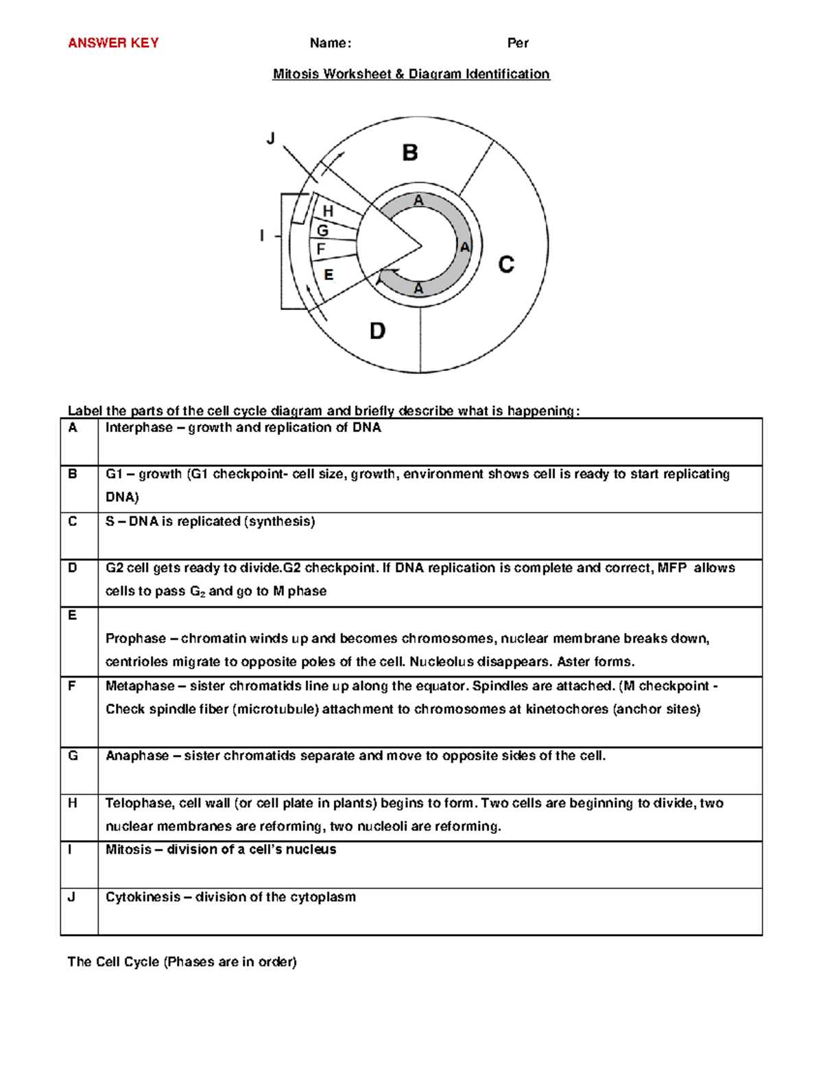 mitosis and cell differentiation practice answer key